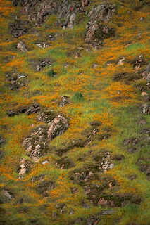 Fiddleneck Bloom 2