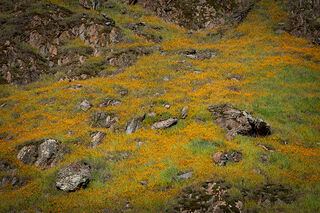 Fiddleneck Bloom 1