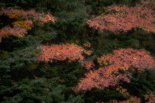 Maple Leaf Clouds
