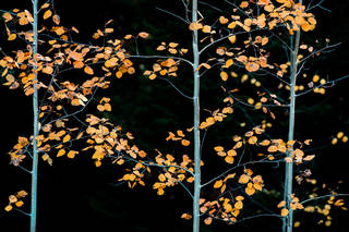 Three Fall Aspens