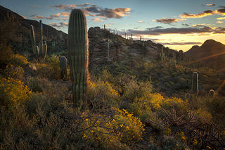 Saguaro Sunrise 2