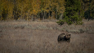 Grizzly Bear Morning