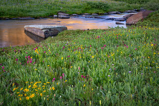 Spring Wildflowers