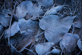 Leaf Hoar Frost