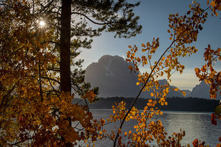 Aspens Jackson Lake