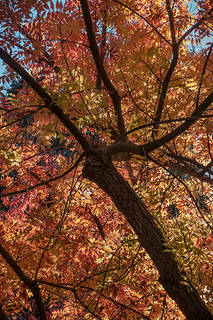Fall Colors Pistachio Trees 1