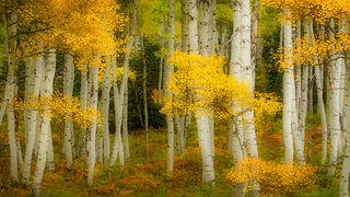 Aspen Glow