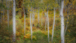 Kebler Pass Fall Tapestry