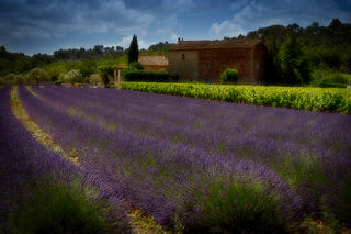 Lavenders & Vineyard