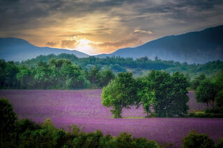 Lavender Sunrise