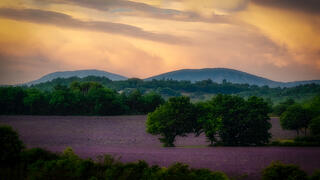 Lavender Field Sunrise, Puimoisson