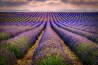 Lavender Fields Sunrise, Valensole