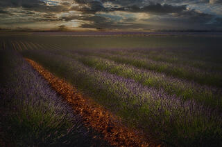 Lavender Sunset