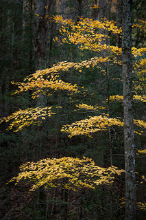 Layered Maples, Fog