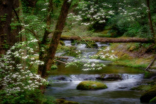 Little River Spring Dogwood Bloom