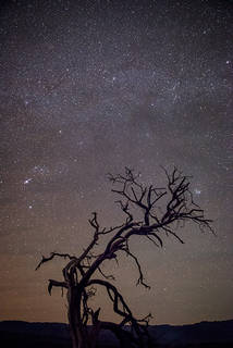 Acacia Tree & Stars II