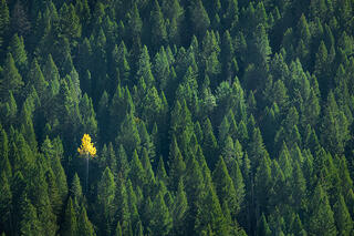 Lone Aspen