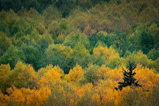 Telluride Fall Colors