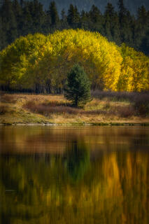 Aspen & Pine Reflection