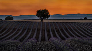 Lone Tree in Lavender Field, Sunset