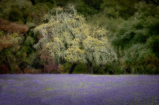 Lupine & Live Oak 1