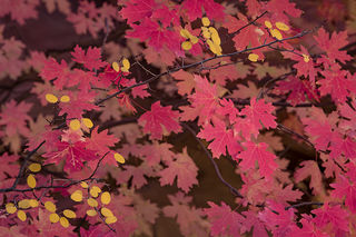 Zion Fall Colors