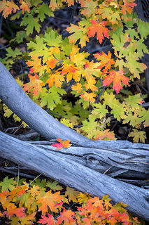 Maple Leaves & Bough