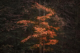 Fall Maple Dance