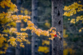 Maples & Pines