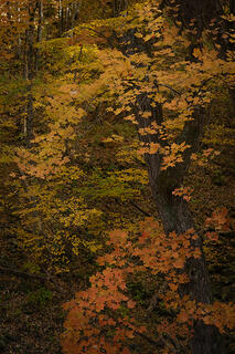 Fall Maple Tree Grove