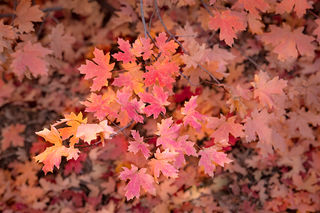 Zion Maples