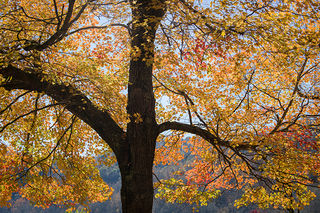 Fall Maple