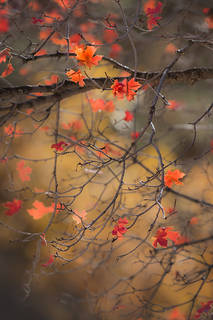 Maple Zen