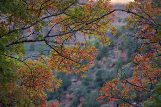 Zion Canyon Fall
