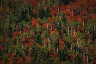 Fall Color Tapestry
