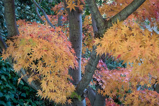 Fall Maple Trees 2