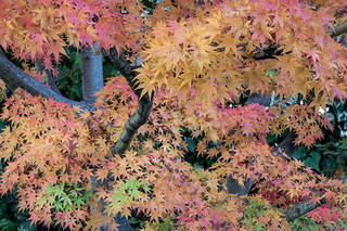 Fall Maple Trees 1