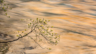 Dogwoods & Merced Reflections
