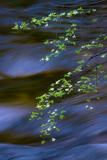 Spring Dogwoods Merced River