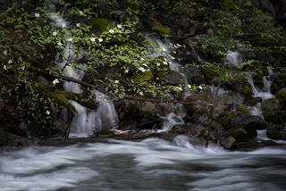 Dogwoods Merced River