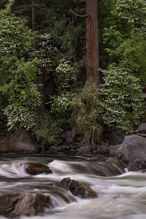 Merced River & Dogwoods