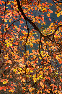 Fall Dogwood Backlight