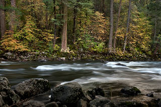 Merced River and Dogwoods