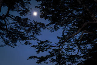 Moonset & Cypress 2