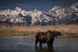 Moose along Gros Ventre