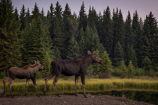 Moose & Calf 2