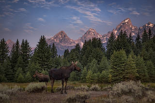 Moose & Calf 3