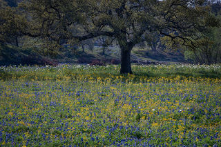 Oaks & Wildflowers