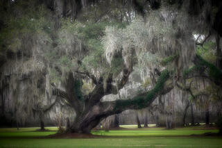 Southern Oaks & Moss