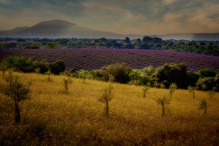 Lavender, Olive Trees & Wildflowers 